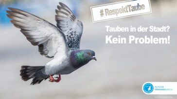 Tierschutzbund Stadttaube