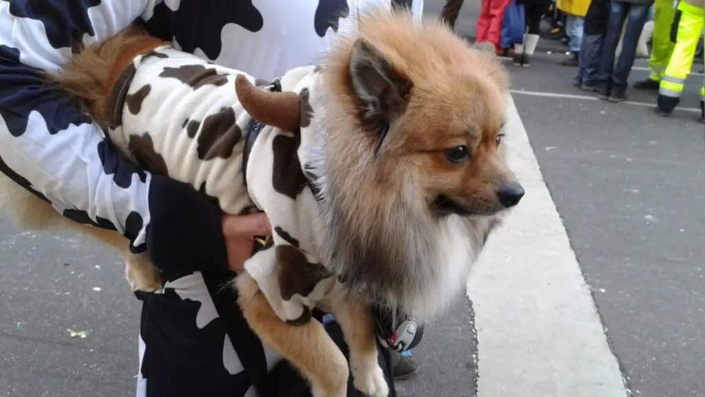 TierschutzbundHundKarneval