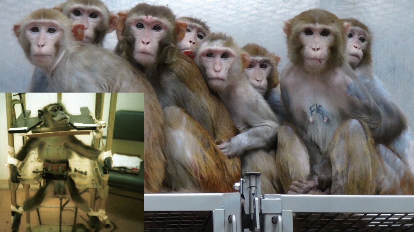 TierversucheAffenPETAUSA