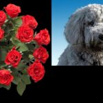 valentinstagAnnaPictures Erbs55 Pixa