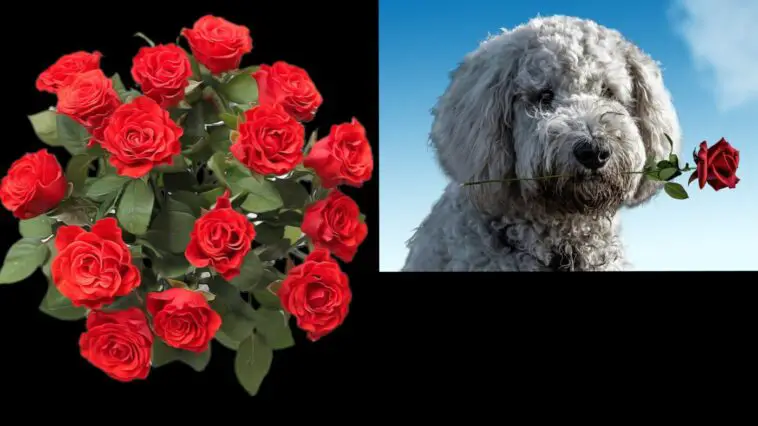 valentinstagAnnaPictures Erbs55 Pixa