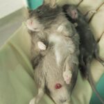 PETA Tierversuche Maeuse