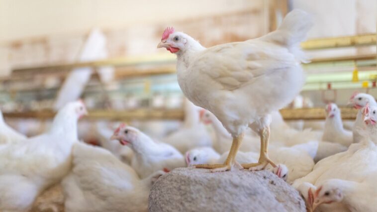 Tierschutzbund Huehner
