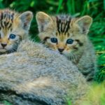 bundJungeWildkatzen