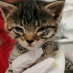 tierschutzbundStrassenkatzeTitel