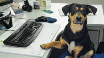 TierschutzbundKollegeHund