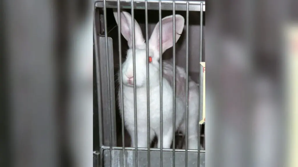 Peta USA Kaninchen Tierversuche