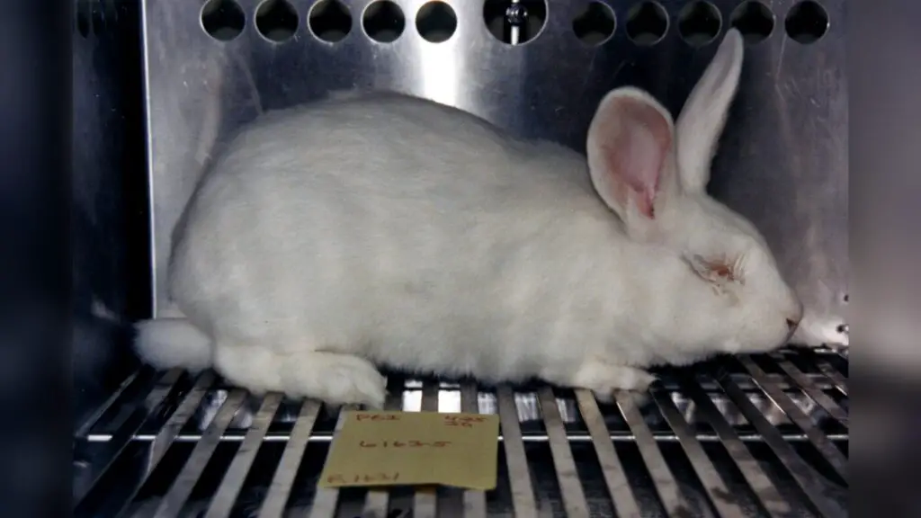 Peta USA Kaninchen Tierversuche3