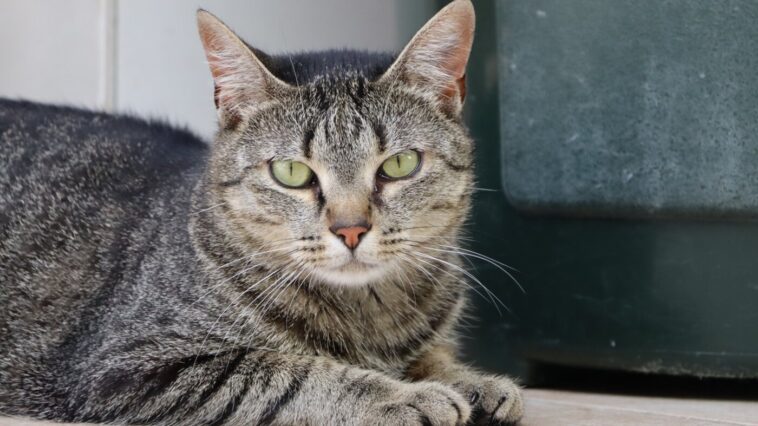 TierschutzbundStrassenkatzen des Monats Xena