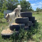 Hundeauslaeufe Odessa Deutschter Tierschutzbund e.V