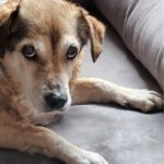 SilvesterBoellerTitelNeu