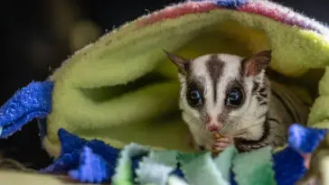 Sugar Glider Rosie