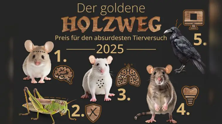 goldener holzweg 2025 Alle