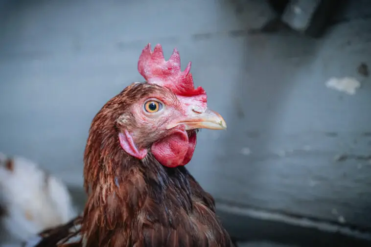 Aninova Biohaltung Maria Clara Groppler gerettetes Huhn