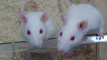 Tierschutzbund Tierversuche