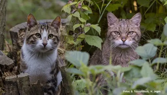 TierschutzbundWildkatzen