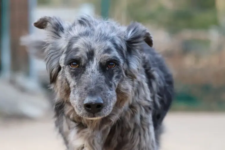 tierschutzbundTierheimhund