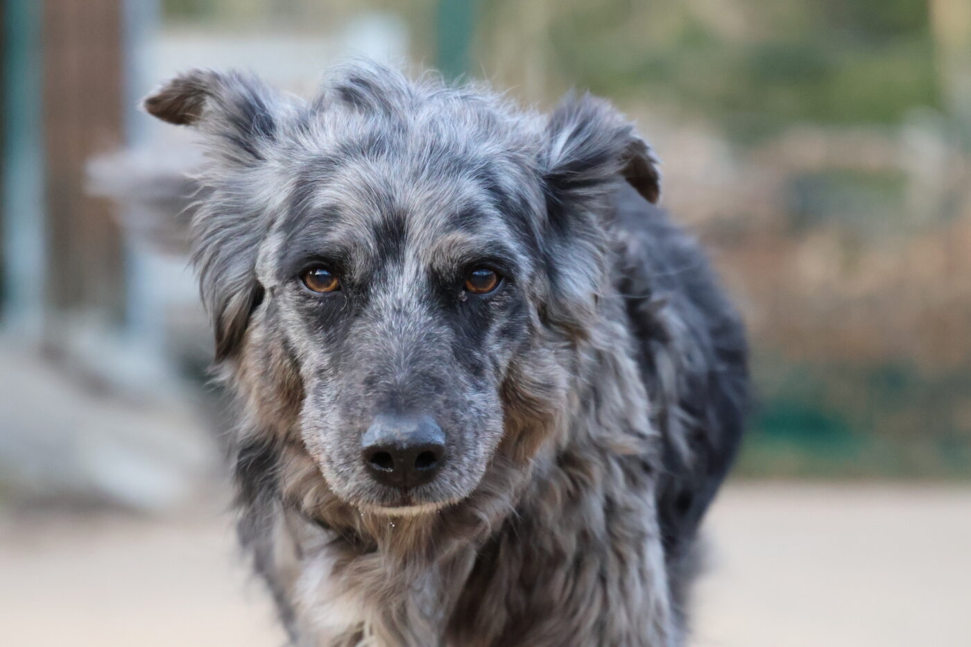 tierschutzbundTierheimhund