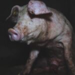 SchweinAninova