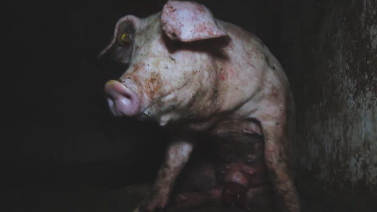 SchweinAninova