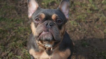 Tierschutzbund lou