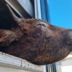 TiertransportBulleTierschutzbund
