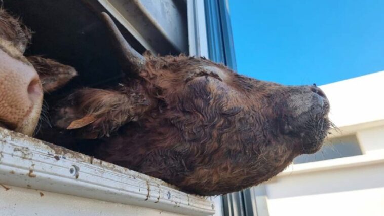 TiertransportBulleTierschutzbund