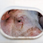 09 BILD Schwein Foto Wes Burdett We Animals