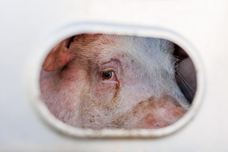 09 BILD Schwein Foto Wes Burdett We Animals