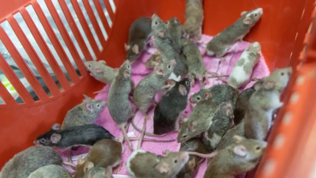 Animal Hoarding Maeuse Essen © Tierschutzverein Gross Essen e.V