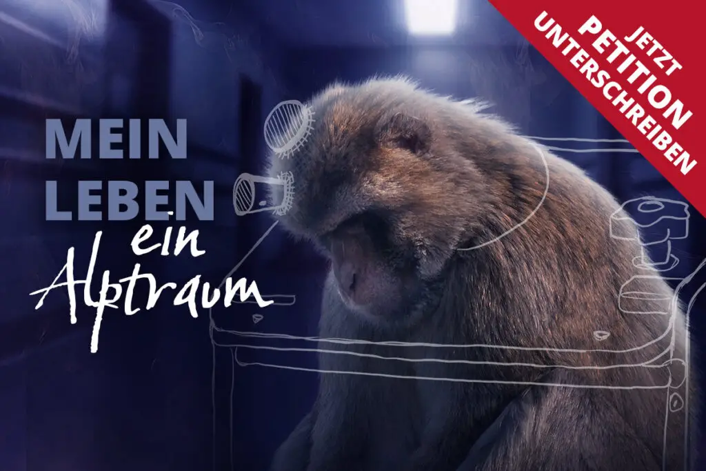 aegt AffenKampagne