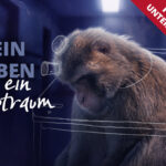aegt AffenKampagne