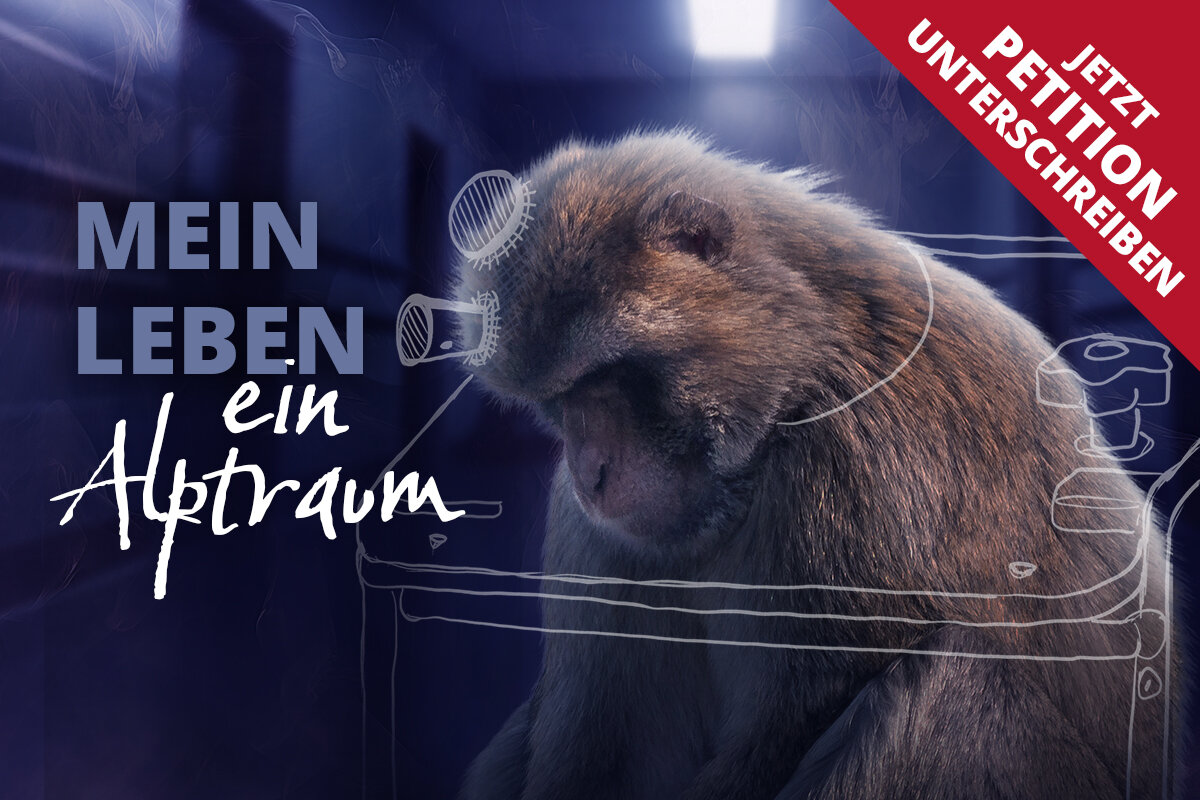 aegt AffenKampagne