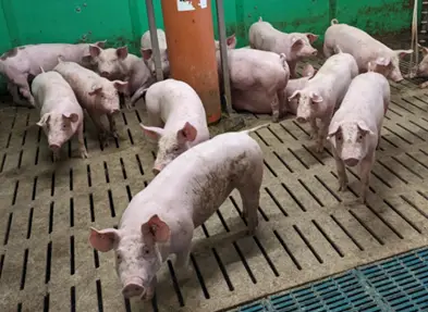 tierschutzbund Schweine