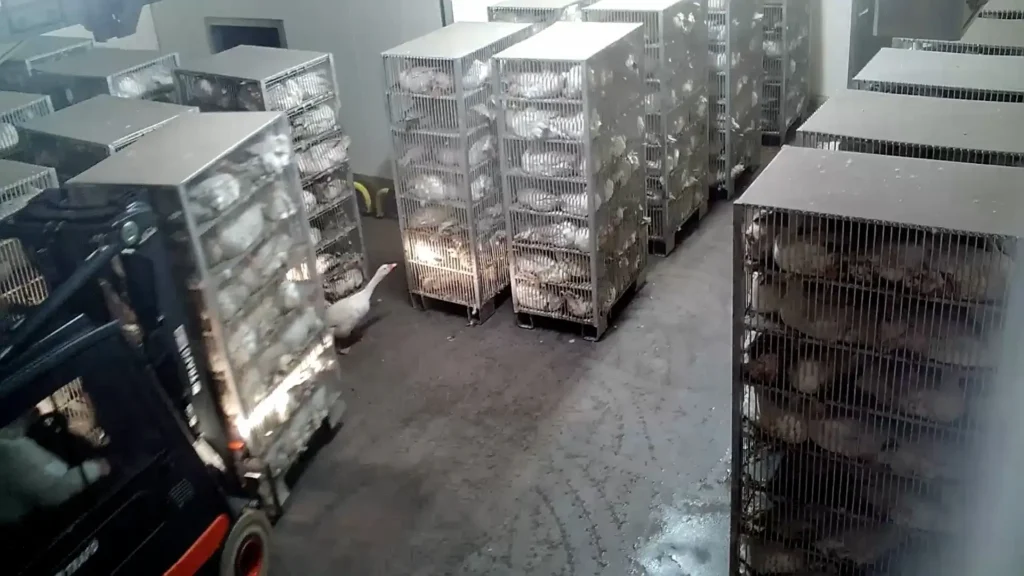 Aninova freilaufende gans schlachthof