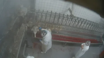 Aninova kehlschnitt gans uebergriff