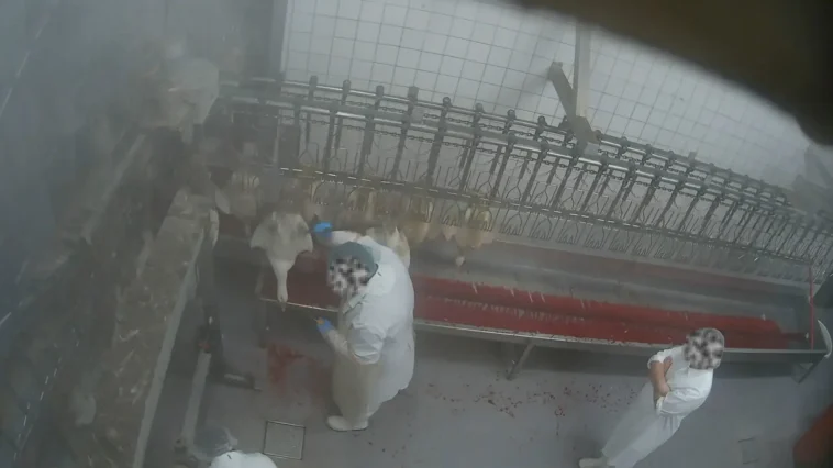 Aninova kehlschnitt gans uebergriff