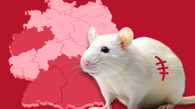 03 Bundeslaender Tierversuche NL