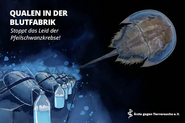 AeGT Pfeilschwanzkrebs