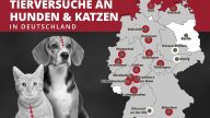 54 Hunde Katzen Karte NL