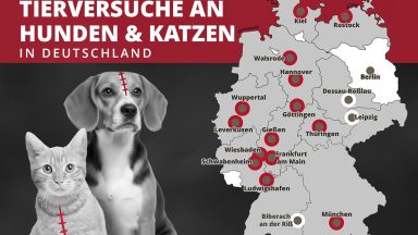 54 Hunde Katzen Karte NL