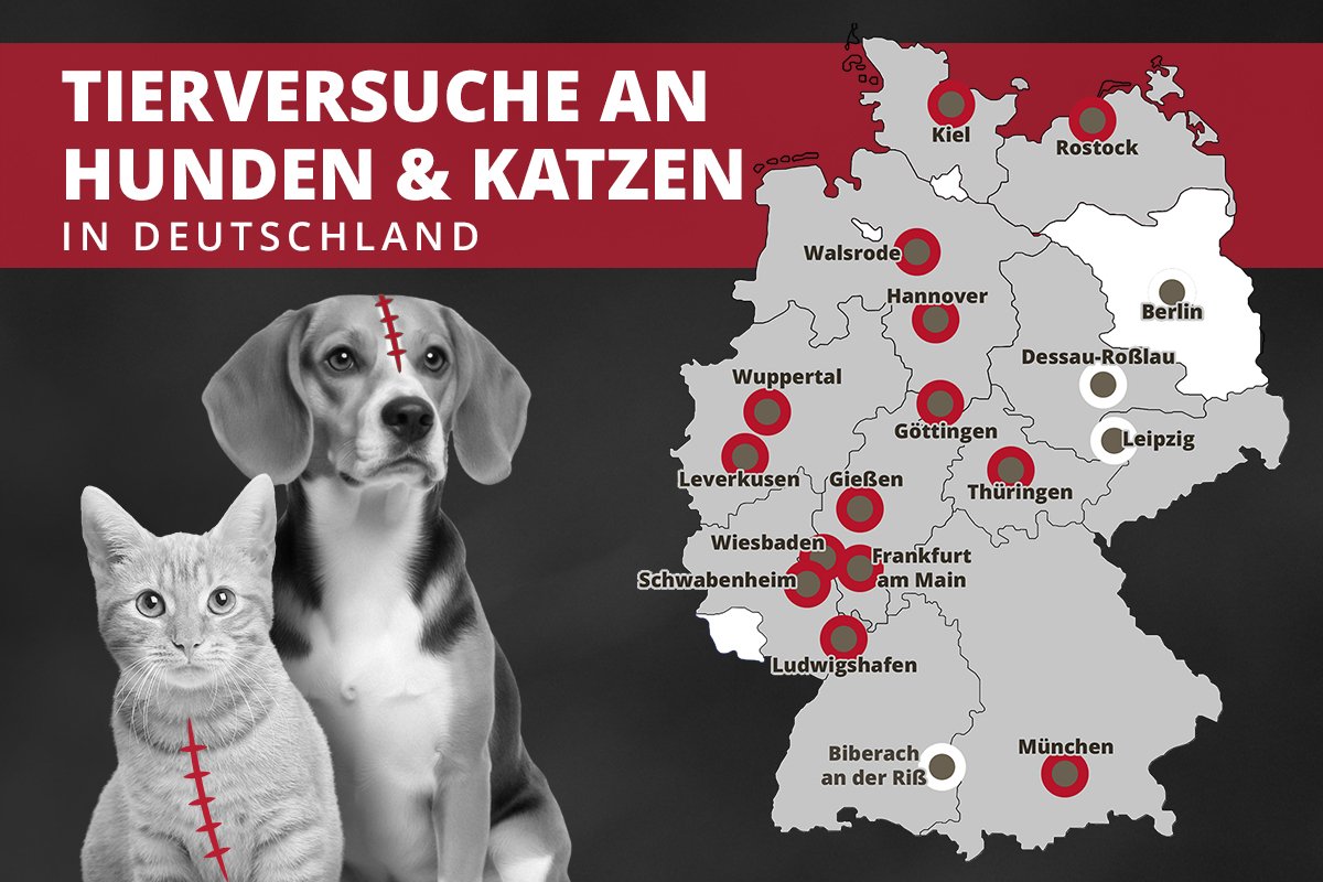 54 Hunde Katzen Karte NL
