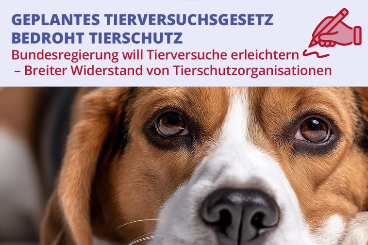 Visual Bundestagspeti PM mit Text