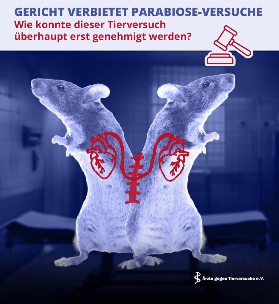 aegtMaeuseaneinandernaehen2